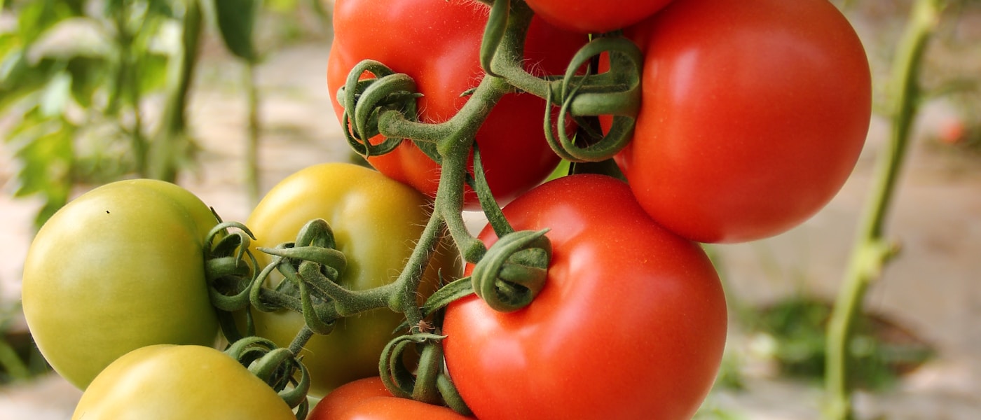 Tomato Growing
